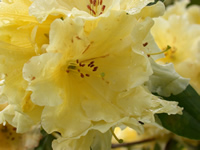 Rhododendron