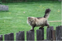 Pets in the garden