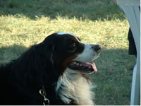 Pets in the garden