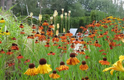 Helenium