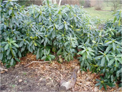 Rhododendron regrowth
