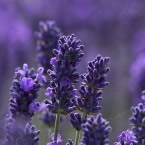 The Medicinal Garden