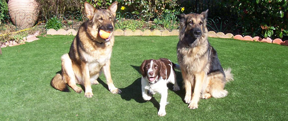 dog run