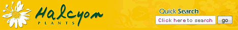 Halcyon Plants - Buy Boxed Plant Collections and plants online