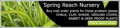 Spring Reach Nursery - Buy plants by mail order direct from the grower