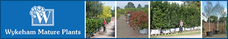 Wykeham Mature Plants 