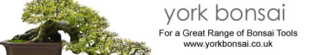 York Bonsai