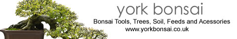 York Bonsai