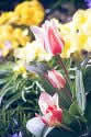 Bulbs