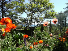 Coastal Gardening