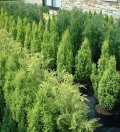Conifers