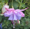 Fuchsia (Photo courtesy of Waltham Forest Fuchsia & Pelargonium Society)