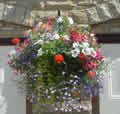 Hanging Basket