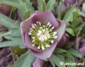 Hellebore - Photo from http://www.lamiumland.nl/