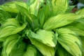 Hosta