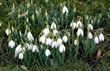 Snowdrops